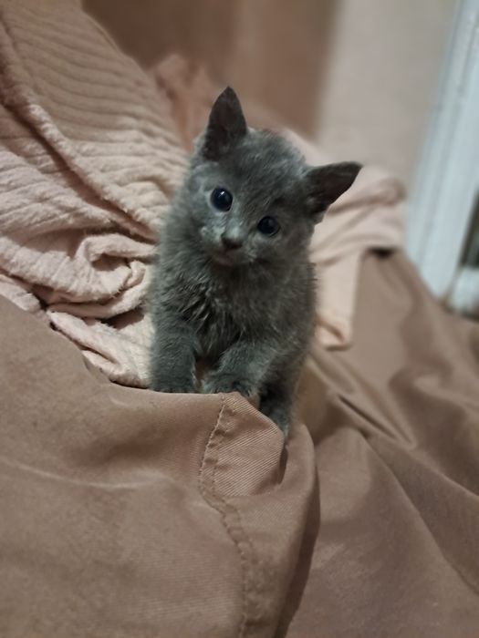 Віддам котят в добрі руки, кошенята