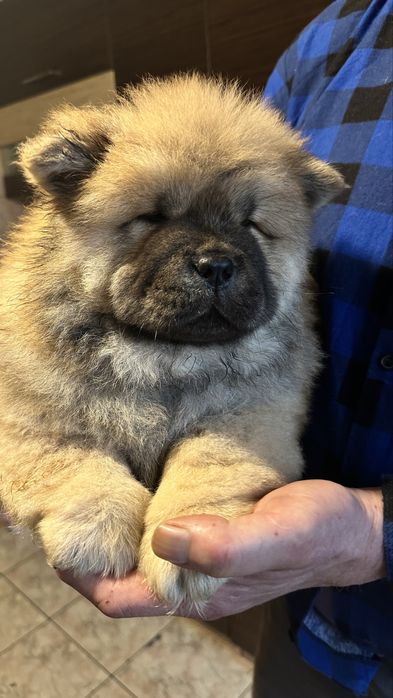 Chow chow piesek, szczeniak, podkarpacie