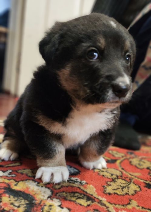 Цуценя шукає сім'ю