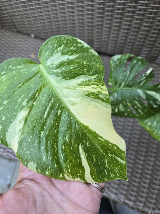 Monstera thai constellation