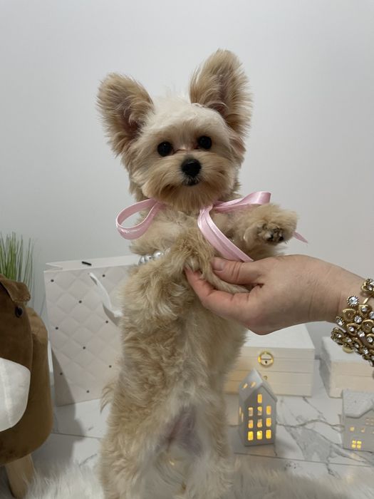 Помапу — Гарантовано закохаєтесь з першого погляду