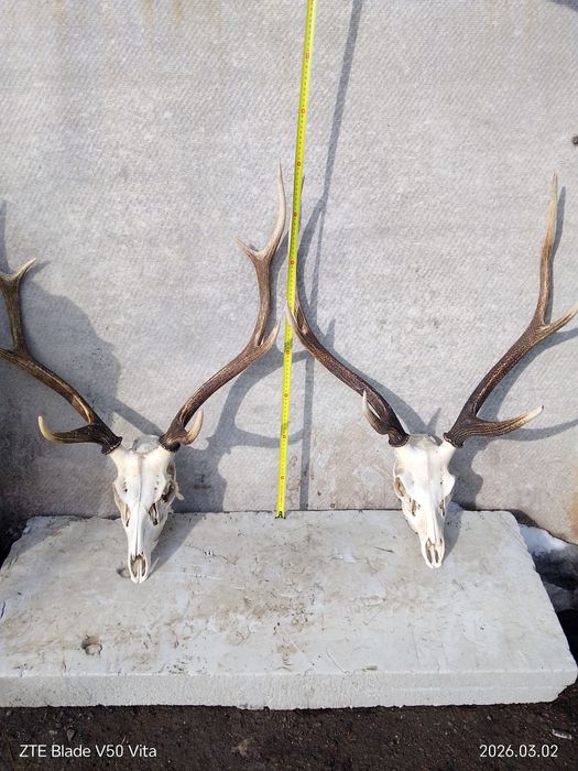 Продаю рога оленя