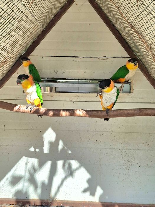casal de marianinhas de cabeça preta