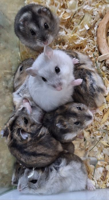 Chomki dżungarski samiczki.