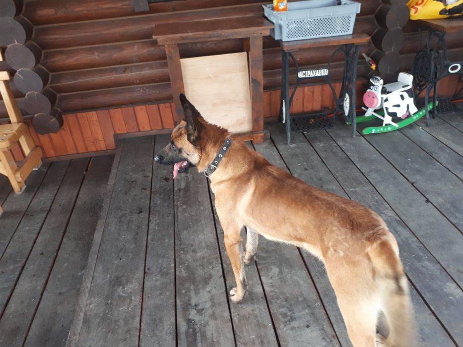 Малінуа, бельгійська вівчарка. В'язка