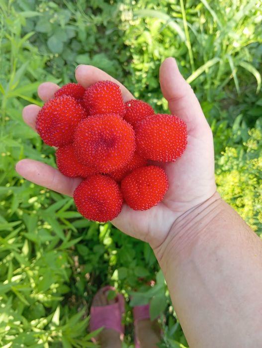 Саджанці тібецької малини мяо мяо