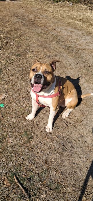 В'язка амстафф кобель шукає дівчинку