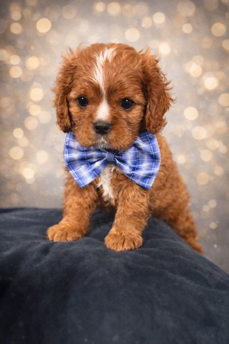 Cavalier king charles spaniel rubinowy.   REZERWACJA