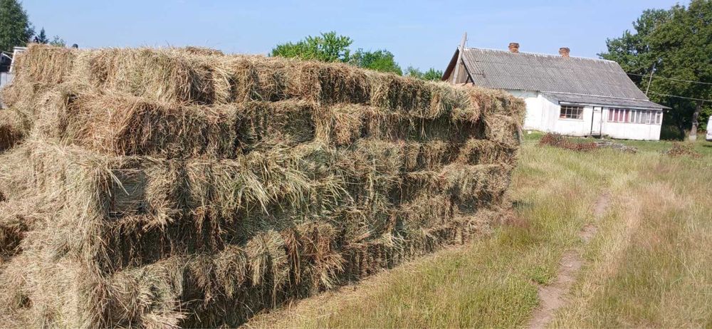 Продам сіно сухе