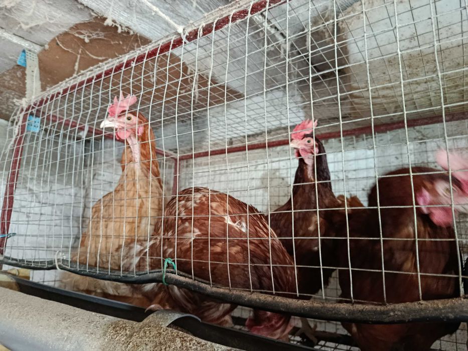 Продам домашніх курей (ломан браун)