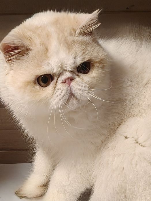 Екзотична короткошерста