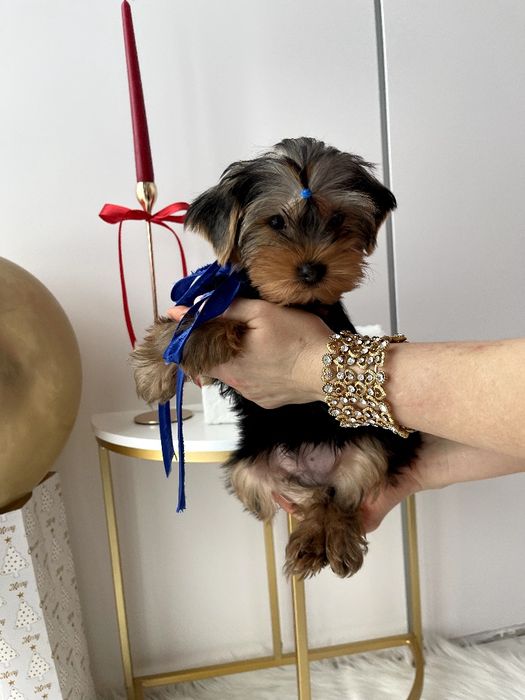 VIP Йорки  ваш найкращий подарунок літа