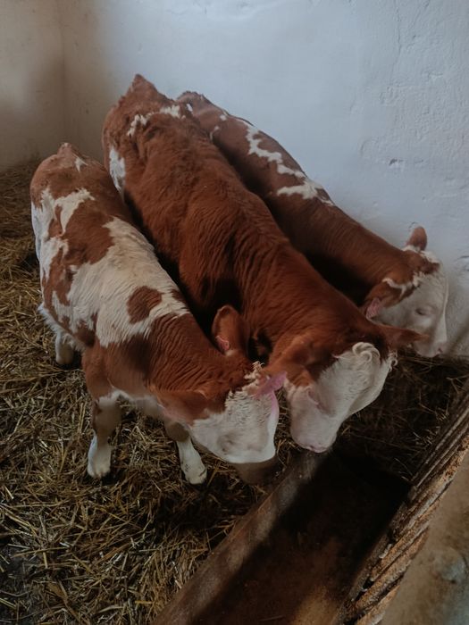 Sprzedam cielęta z Czech