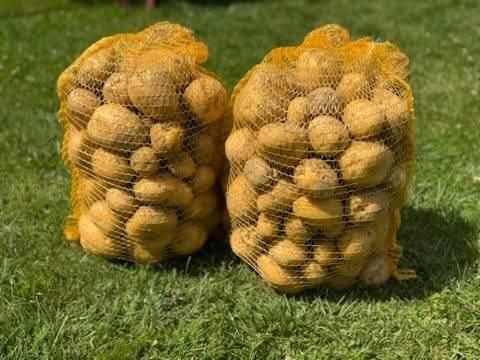 Ziemniaki mlode odmiana Gala oraz Vinetta