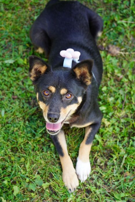 Suczka do adopcji