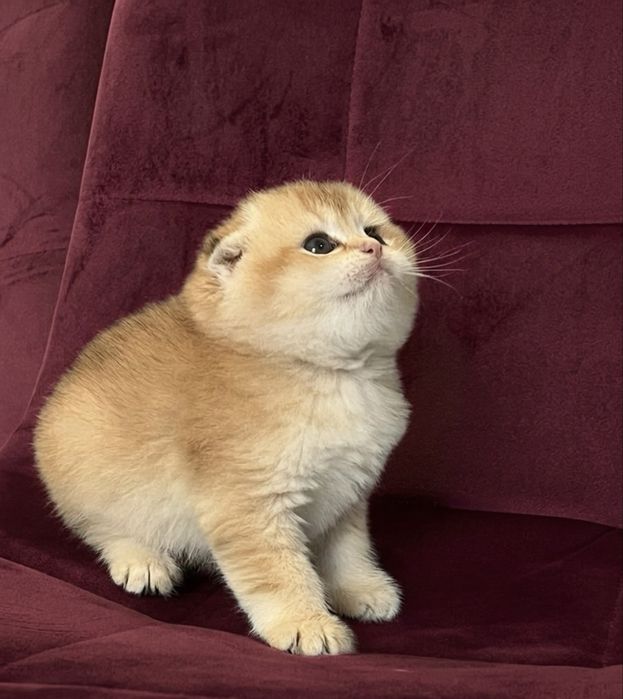 Золота  шиншила котенята