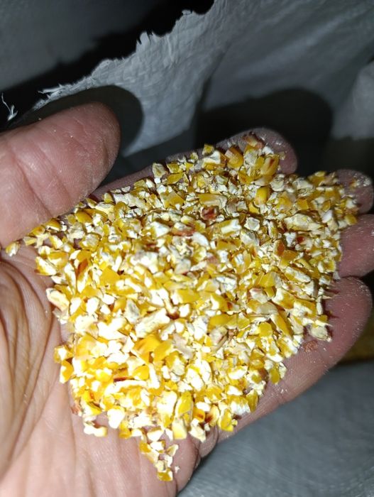 Пшениця, Кукуруза, Соняшник, Овес, Ячмінь,  Гірчиця