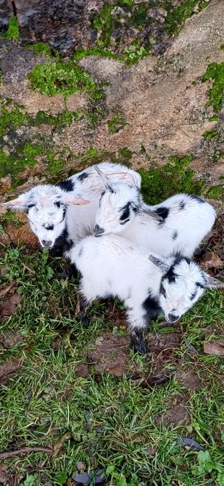 Cabra ana com 3 crias