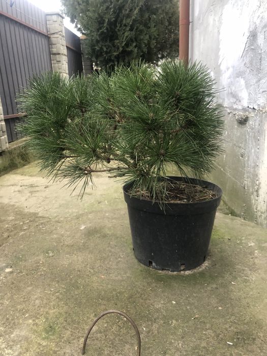 Туї різних видів