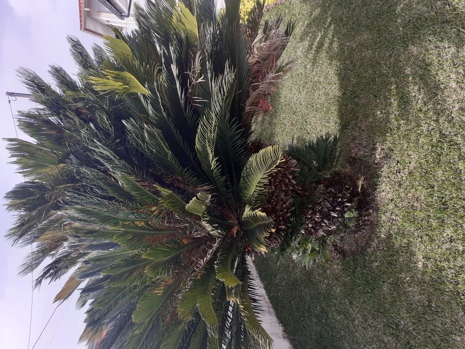 Sica com 1,90 de altura