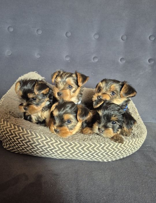 Yorkshire terrier