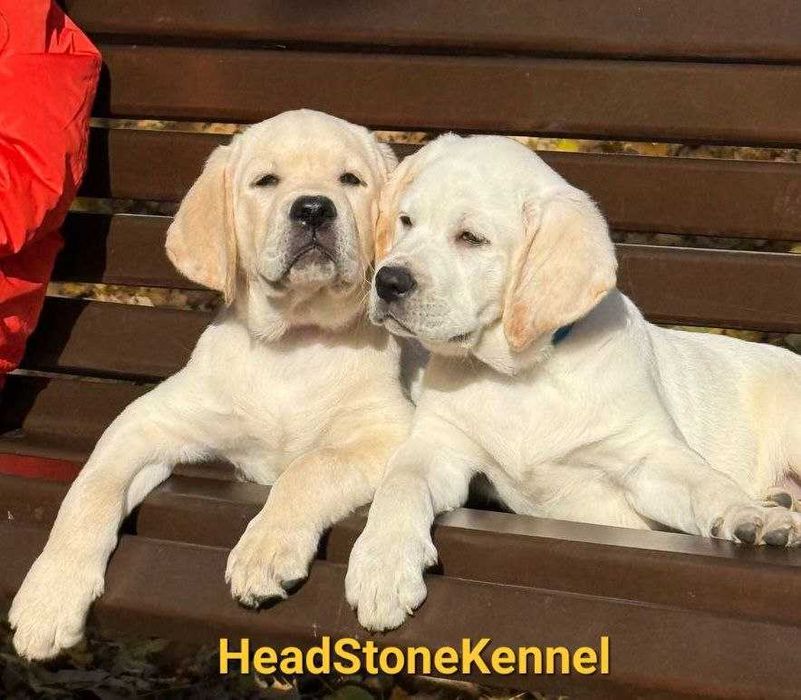 Щенки Лабрадора ретривера
