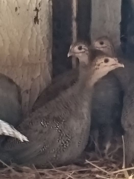 Gęsi garbonose, indyki, perliczki