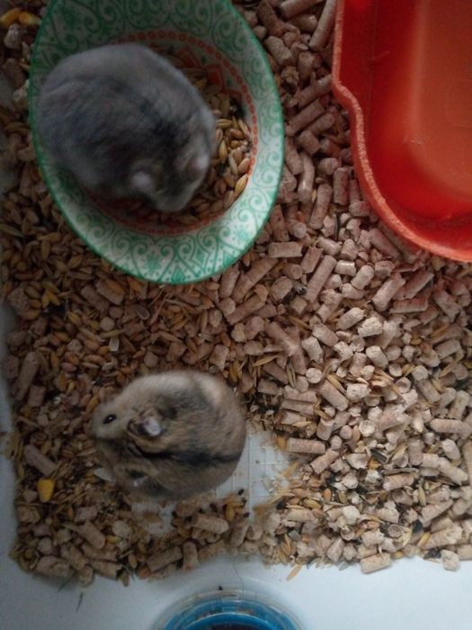 Джунгарик Кременчуг