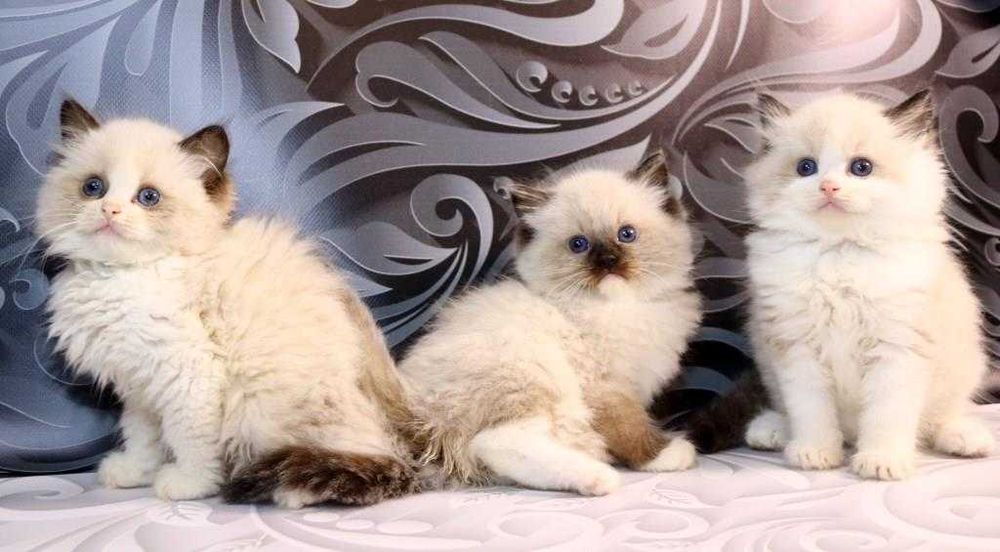 Чистокровні котики з яскравими очима-Ragdoll (Регдолл