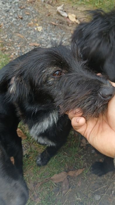 Подарую чудових щенят