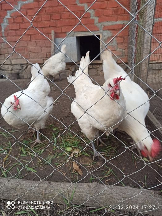 Інкубаційне яйце Бресс Гальська