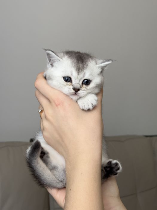 Продаються шотландські кошенята шиншили