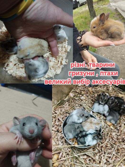 дамбо безшерстні декоративні криски