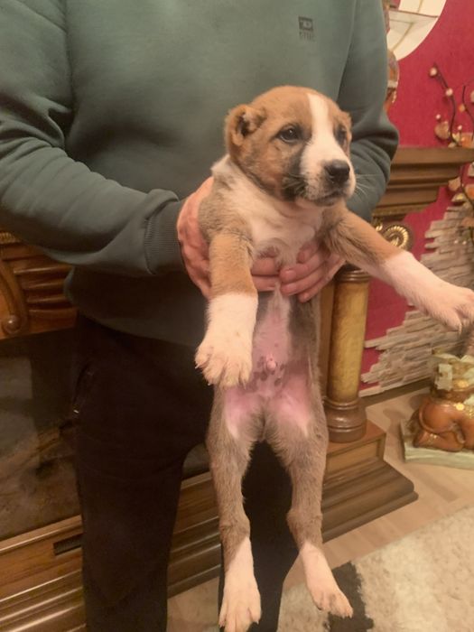 Продам щенят Алабая