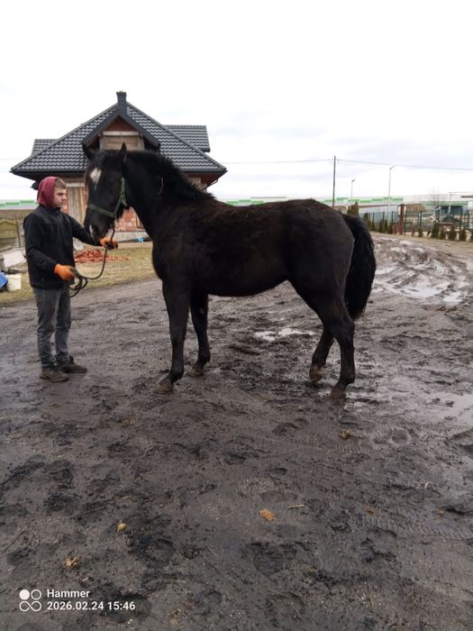Sprzedam klacz piekną .