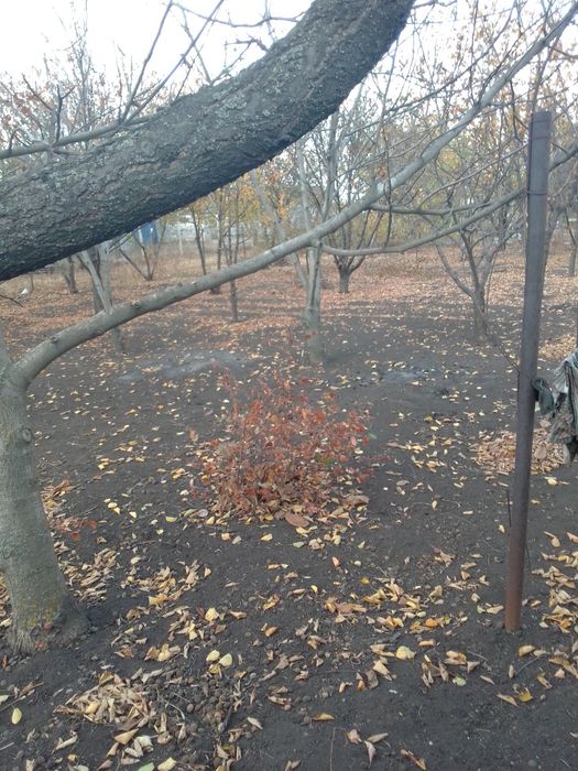 Продам виноградник