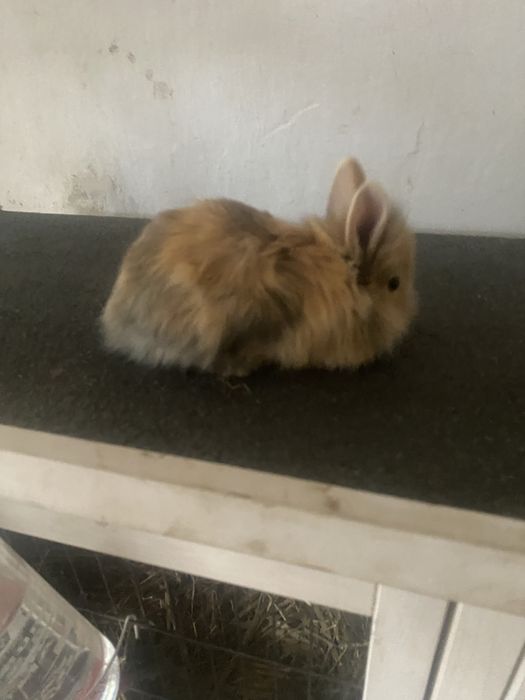 Króliki miniatorowe tedy