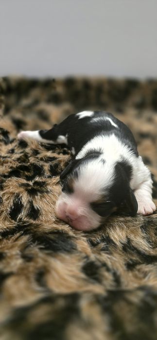 Cavalier king charles spaniel  Badania genetyczne ostatni