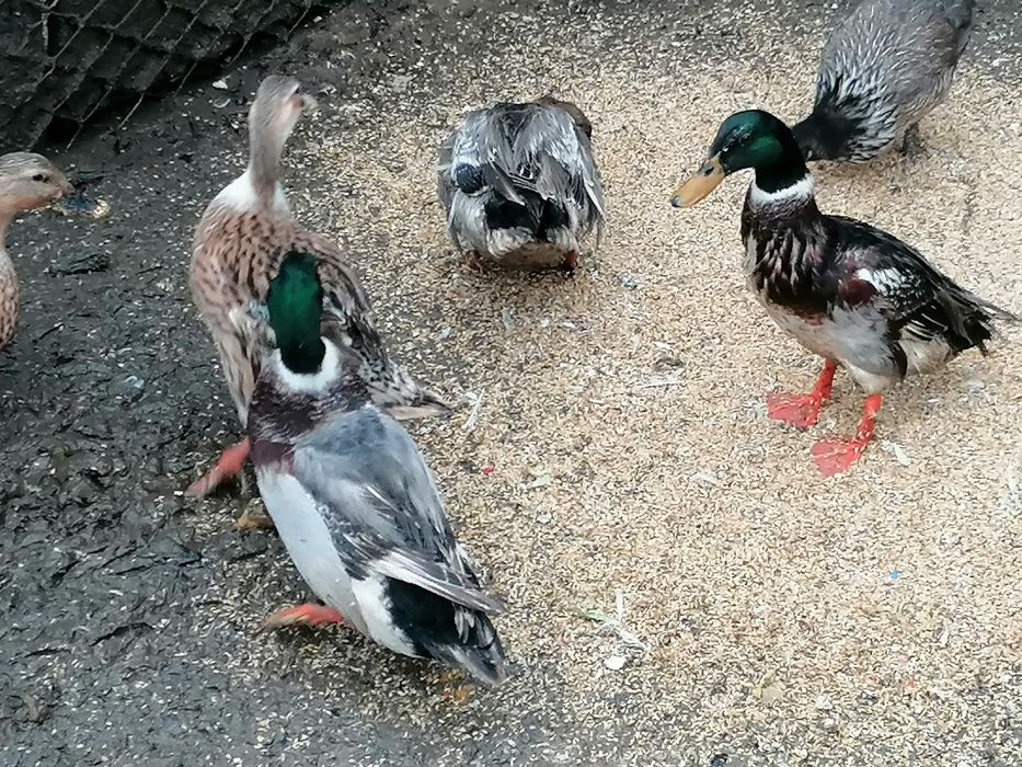 Patos reais com 10 meses