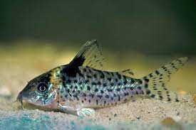 Kirysek jaguarowy - Corydoras ambiacus - Kirys - dowóz, wysyłka