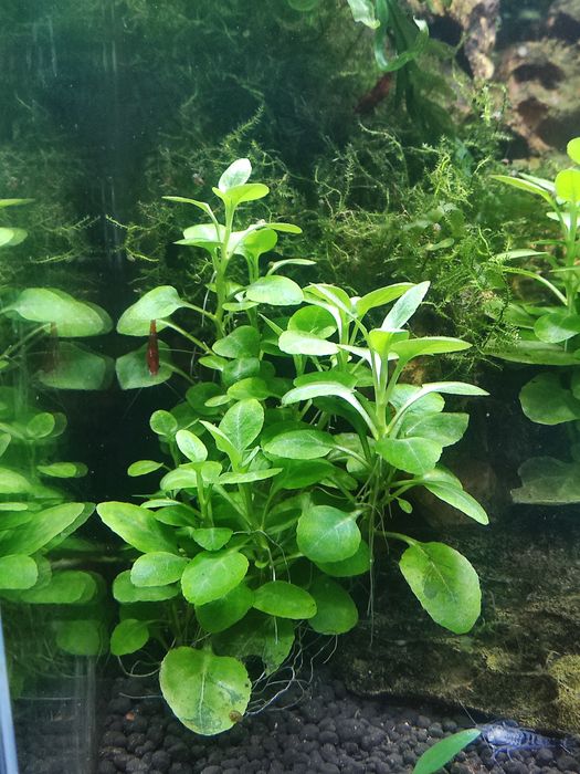 Planta aquário Lobelia Cardinalis mini