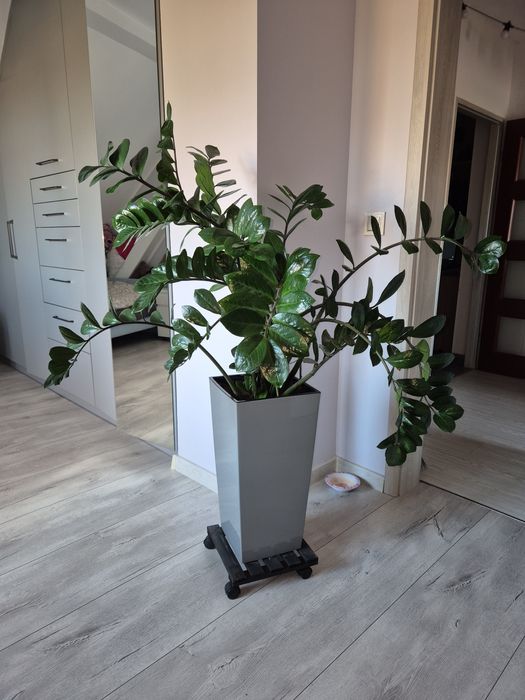 Duży 6-letni Zamiokulkas zamiolistny w eleganckiej donicy