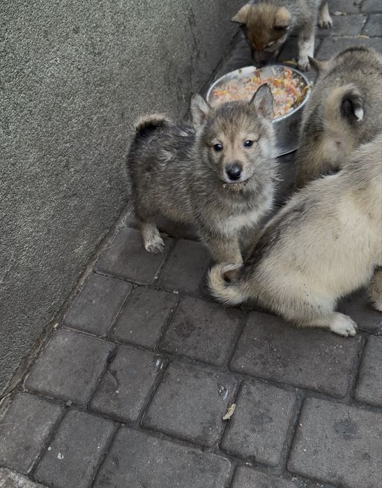 Продам цуциків   лайки