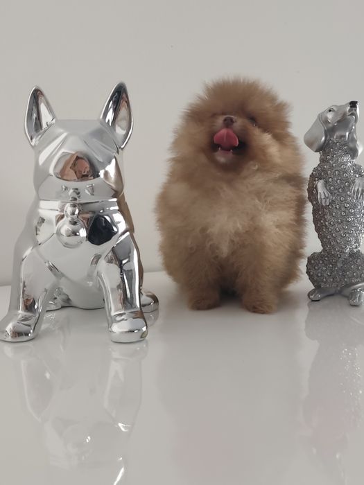 Spitz alemão anão