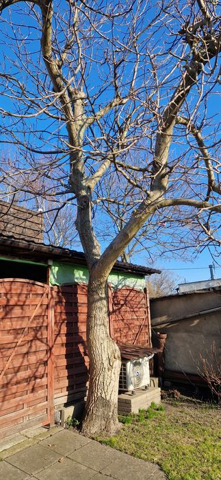 Orzech ,pień, kłoda