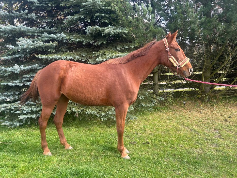 6-letnia klacz kłusak francuski