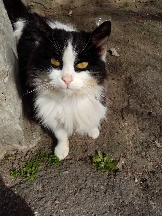 Шукає дім віддам в добрі руки безкоштовно