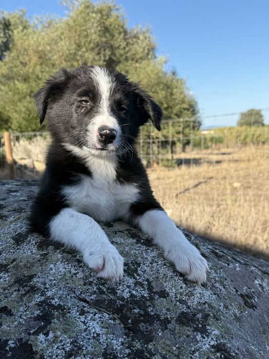 Border collie puro