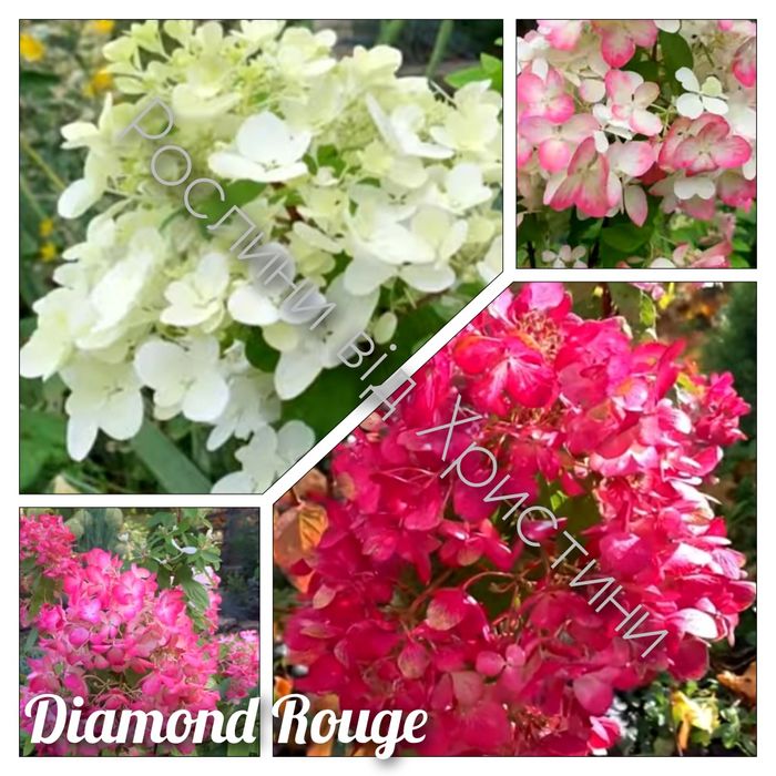 Гортензія в асортименті