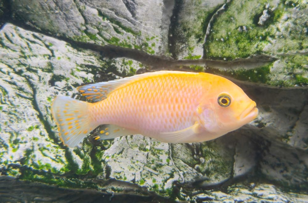 Pyszczak Zebra Red